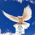 مؤسسة الود التنموية