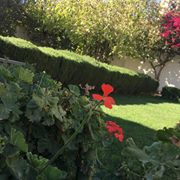 مندرين فالچ